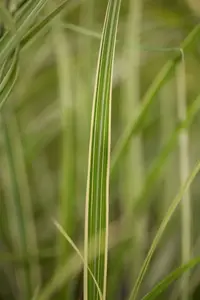 Variegatus - afbeelding 2