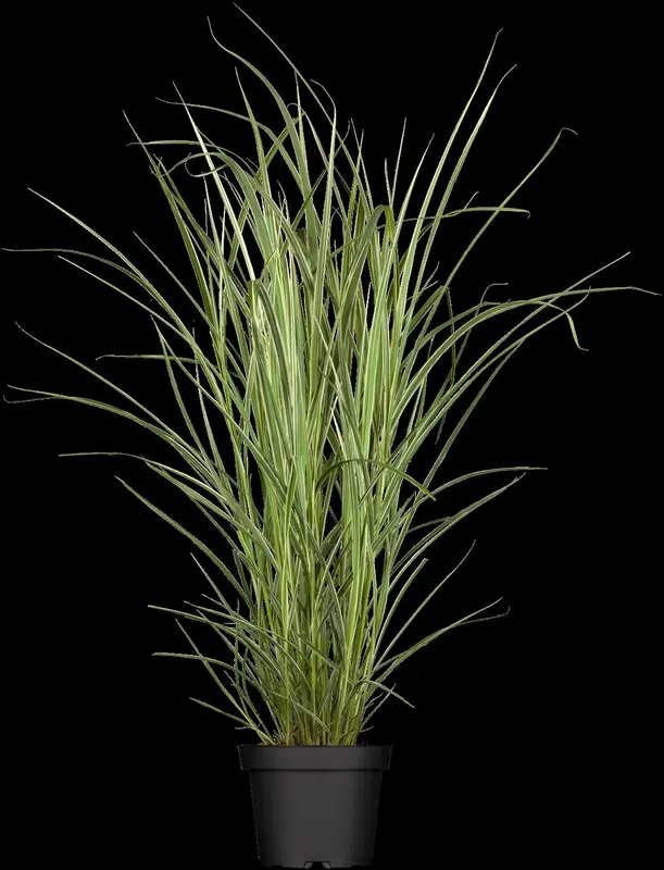 Variegatus - afbeelding 1