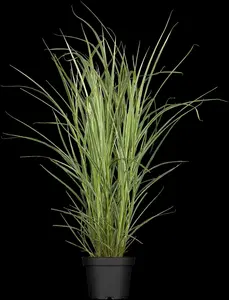 Variegatus - afbeelding 5