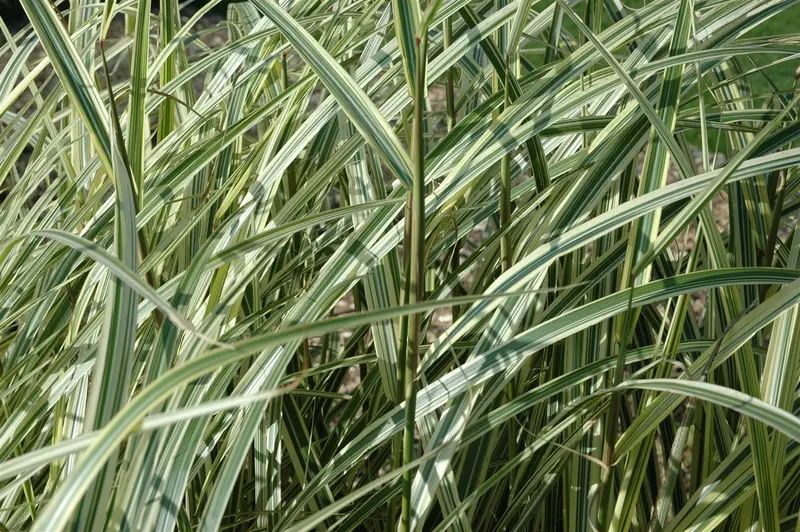 Variegatus - afbeelding 5