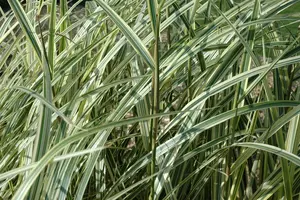 Variegatus - afbeelding 5