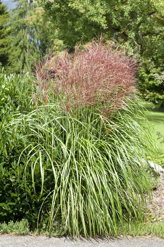Miscanthus sin. 'Volcano'® P9 - afbeelding 5