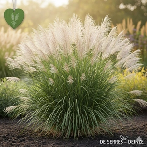 Miscanthus sinensis 'Afrika' P9