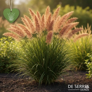Miscanthus sinensis 'Digestif' P9