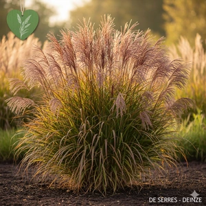 Miscanthus sinensis 'Dread Locks' P9