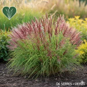 Miscanthus sinensis 'Ibiza' P9