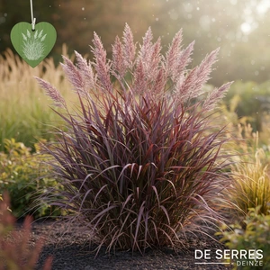 Miscanthus sinensis 'Purple Fall'® P9