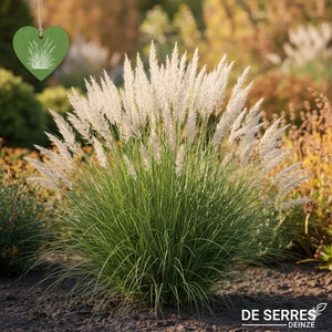 Miscanthus sinensis 'Samurai' P9