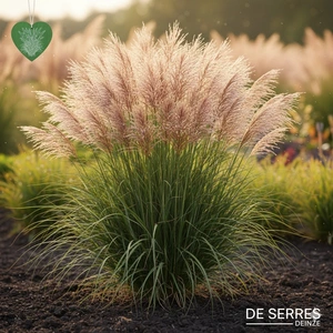 Miscanthus sinensis 'Sirene' P9
