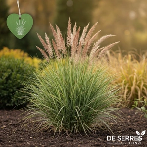 Miscanthus sinensis 'Strictus Dwarf' P9