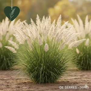 Miscanthus sinensis 'Yaku Jima' P9