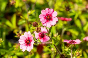 potentilla nep. 'miss willmott' P9 - afbeelding 2