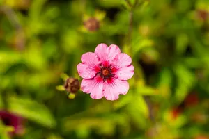 potentilla nep. 'miss willmott' P9 - afbeelding 3