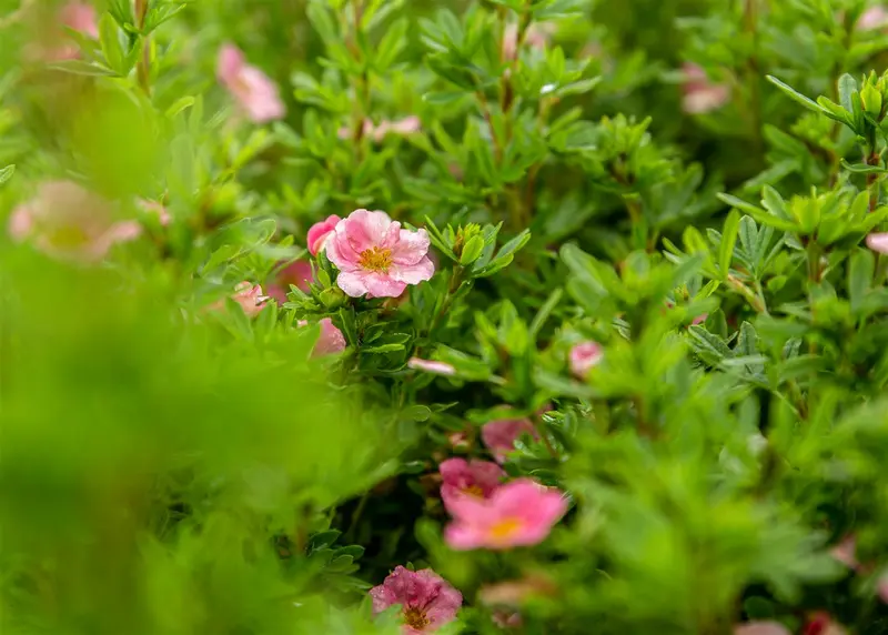 potentilla nep. 'miss willmott' P9 - afbeelding 1