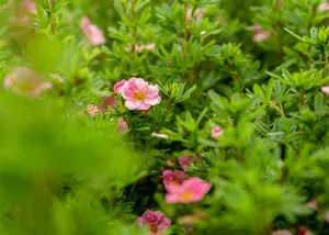 potentilla nep. 'miss willmott' P9 - afbeelding 3