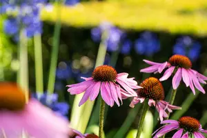echinacea purp. 'mistral'® P9