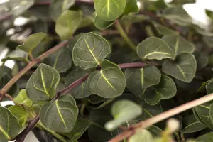 repens - afbeelding 2
