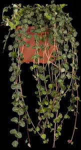 repens - afbeelding 1