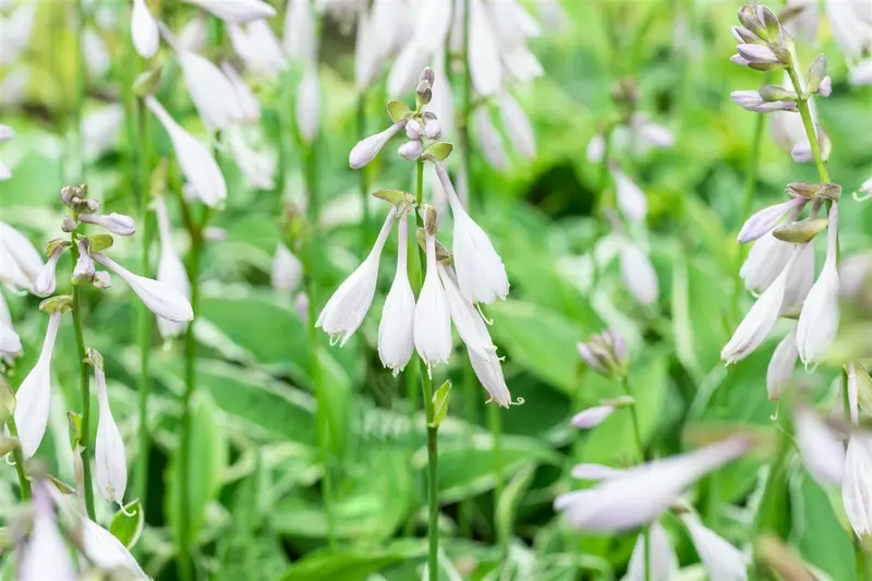 hosta hybr. 'moerheim' P9