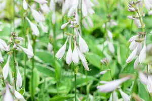 hosta hybr. 'moerheim' P9