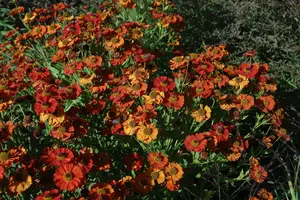 Moerheim Beauty - afbeelding 1
