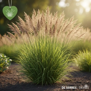 Molinia arundinacea P9