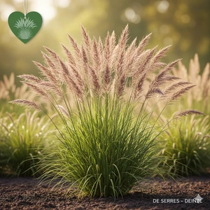 Molinia arundinacea 'Witches Broom' P9