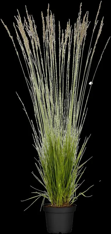 Molinia caer. 'Overdam' P9 - afbeelding 3