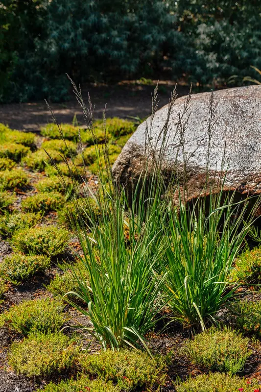 Molinia caer. 'Strahlenquelle' P9 - afbeelding 4