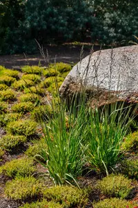 Molinia caer. 'Strahlenquelle' P9 - afbeelding 4