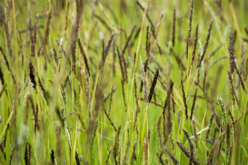 Molinia caer. 'Strahlenquelle' P9 - afbeelding 3