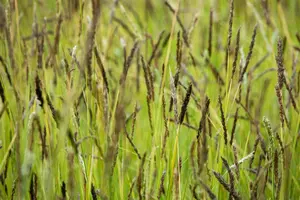 Molinia caer. 'Strahlenquelle' P9 - afbeelding 3