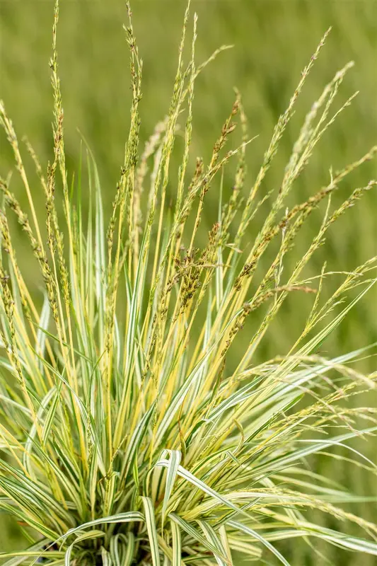 Variegata - afbeelding 1