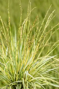 Variegata - afbeelding 5