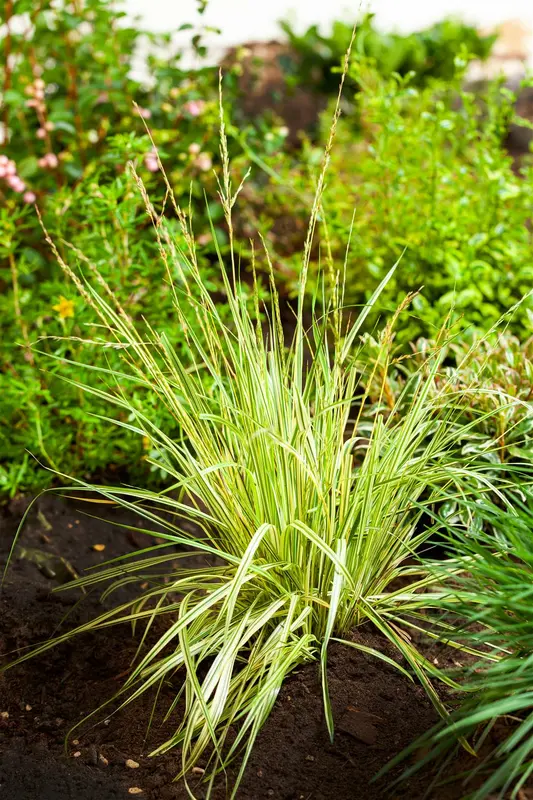 Variegata - afbeelding 4