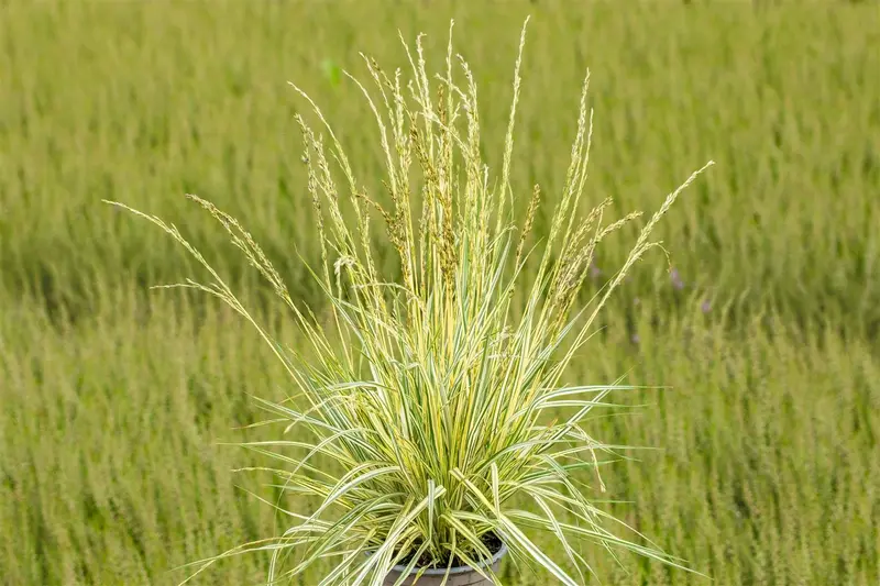 Variegata - afbeelding 2