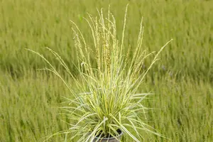 Variegata - afbeelding 2