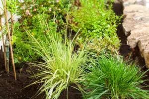 Variegata - afbeelding 5