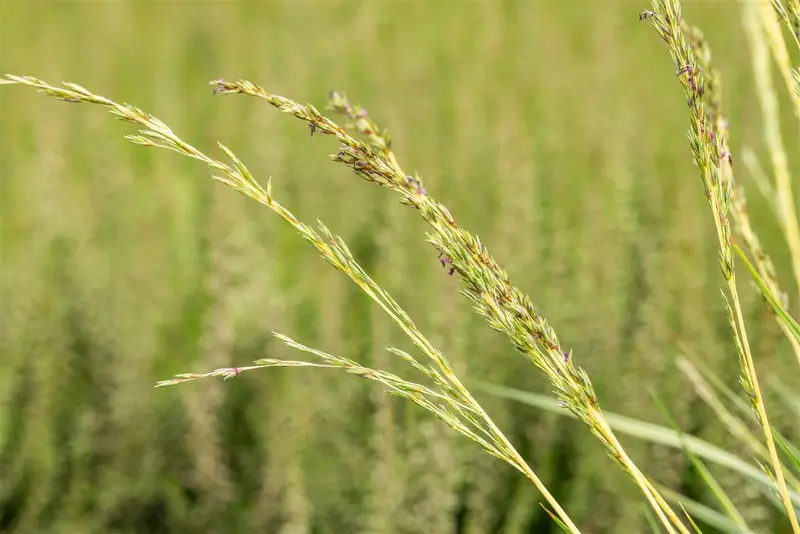 Variegata - afbeelding 3