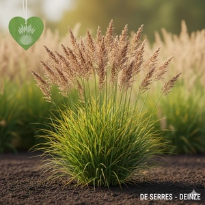 Molinia caerulea 'Torch' P9