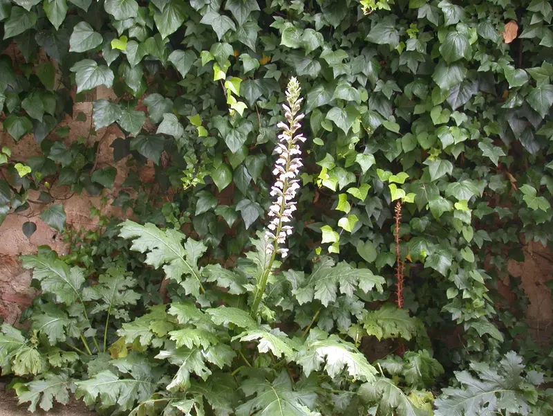 mollis - afbeelding 1
