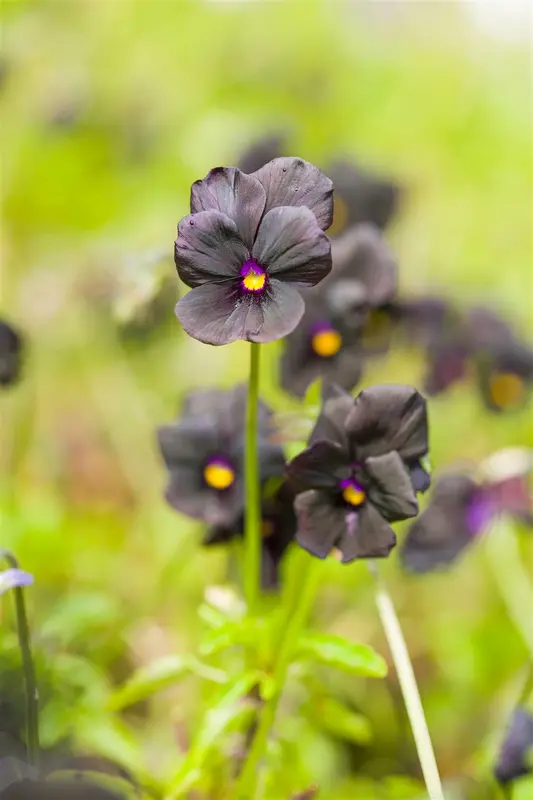 viola corn. 'molly sanderson' P9 - afbeelding 4