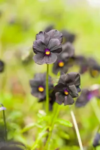 viola corn. 'molly sanderson' P9 - afbeelding 4