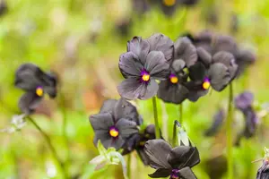 viola corn. 'molly sanderson' P9 - afbeelding 2