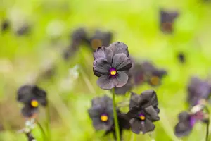 viola corn. 'molly sanderson' P9 - afbeelding 3