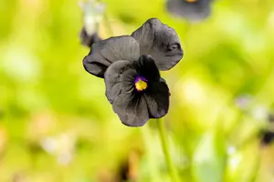 viola corn. 'molly sanderson' P9 - afbeelding 4