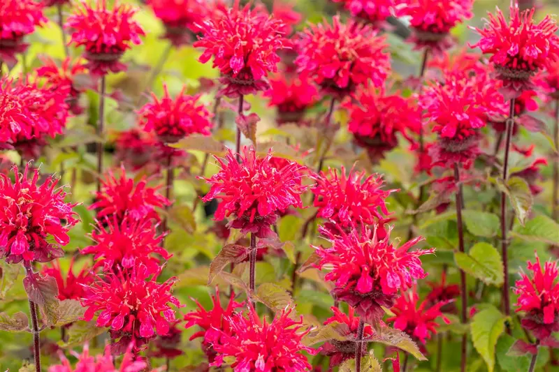 Monarda hybr. 'Bee Happy' P9 - afbeelding 1