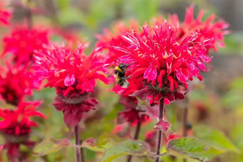 Monarda hybr. 'Bee Happy' P9 - afbeelding 2