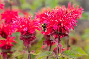 Monarda hybr. 'Bee Happy' P9 - afbeelding 2