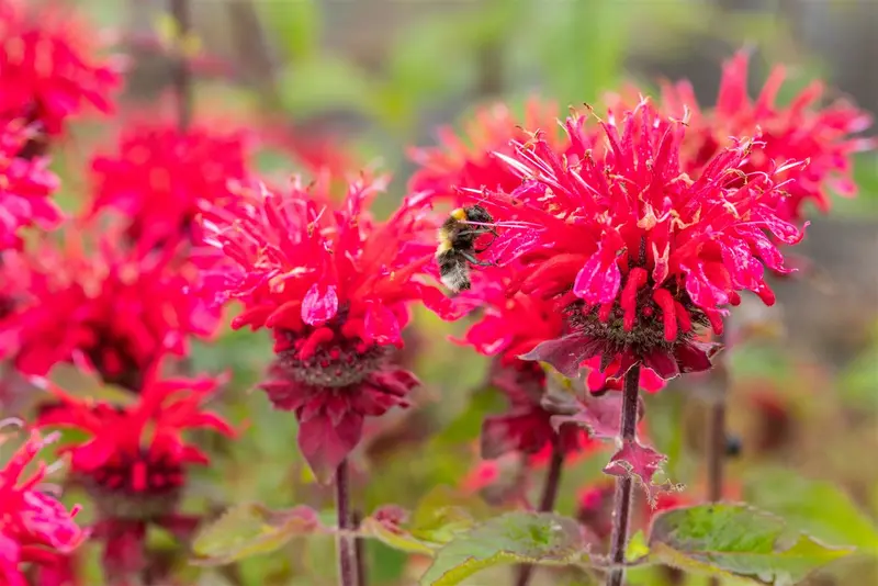 Monarda hybr. 'Bee Happy' P9 - afbeelding 3